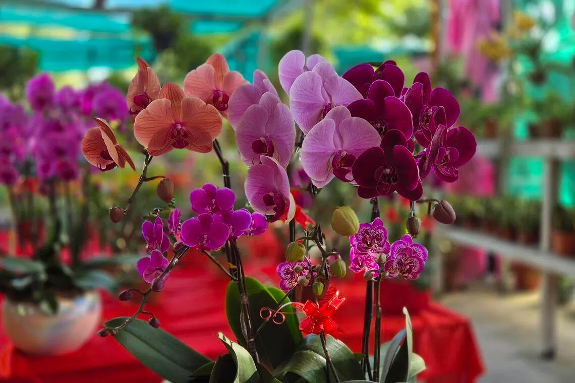 蝴蝶兰寓意富贵和谐，花瓣犹如蝴蝶翩翩起舞，风姿绰约。（林弘谕摄）