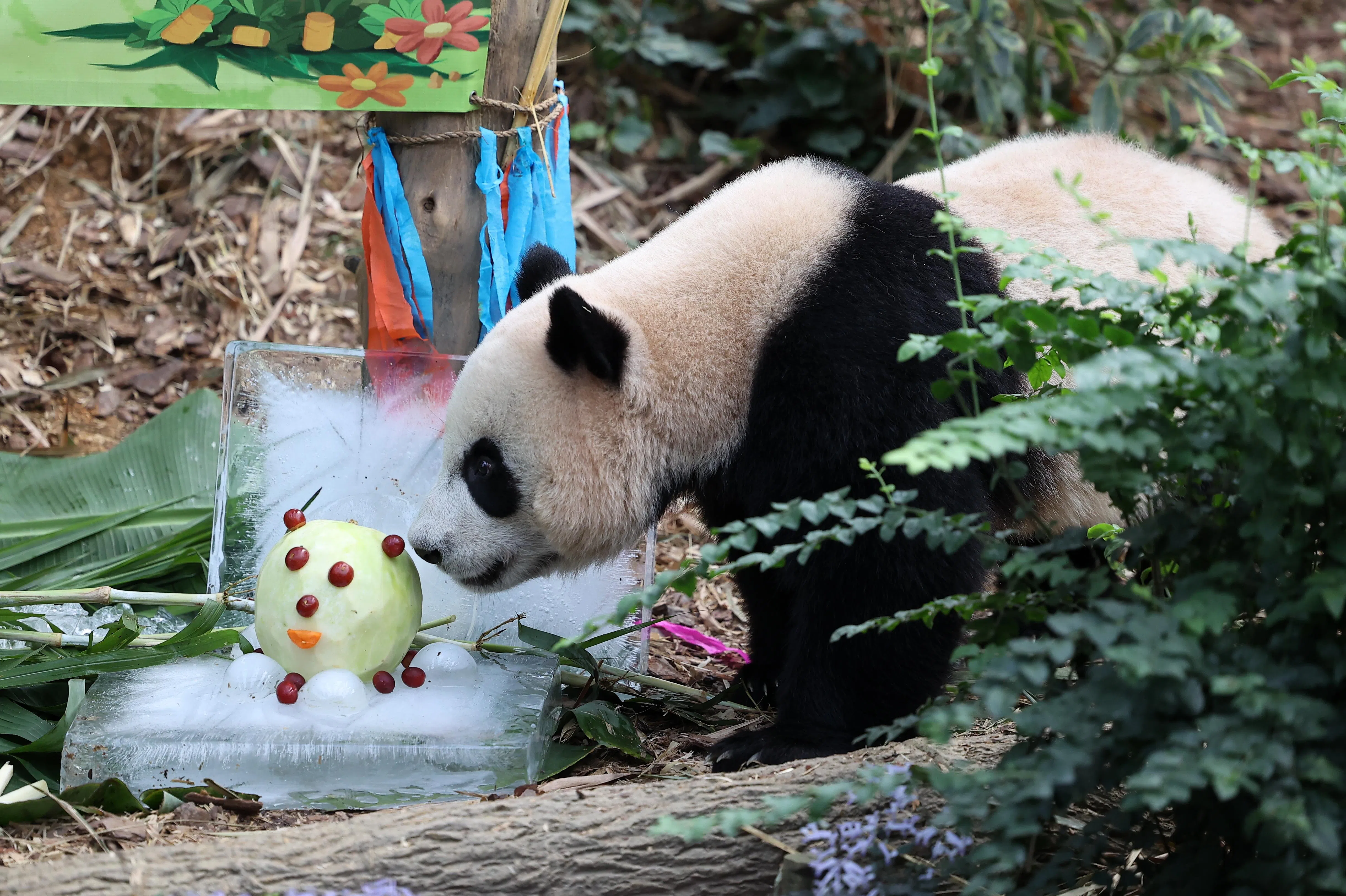 出生时仅200克，如今叻叻的体重已达65公斤，圆滚滚非常可爱。（林明顺摄）