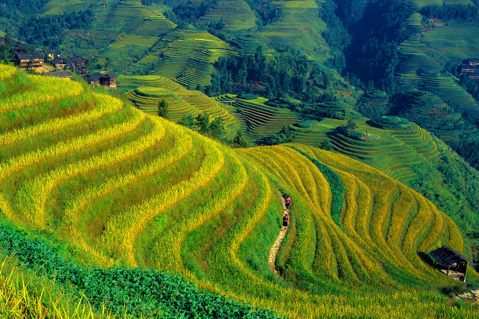 龙脊梯田四季变换不同的色彩，景色美不胜收。（图/Getty Images）