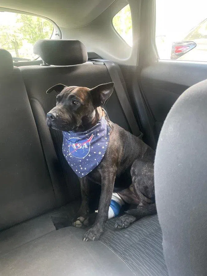 罗茜的后腿肿瘤曾两度被误诊为普通皮疹，延误近一年才确诊为肥大细胞皮肤癌。（取自康宁汉社媒X）