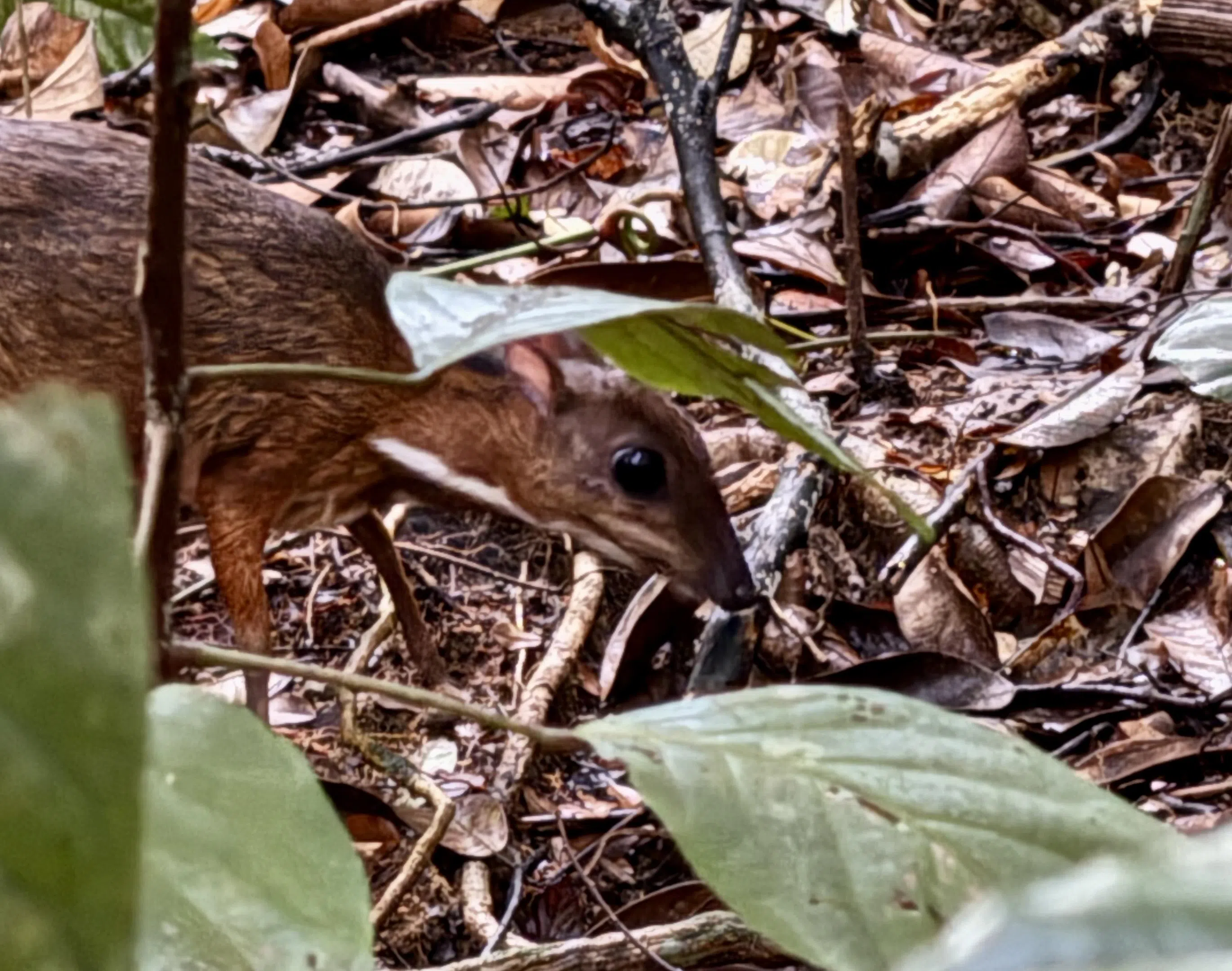 本地小鼷鹿数量回升，令人鼓舞。（陈宇昕摄）