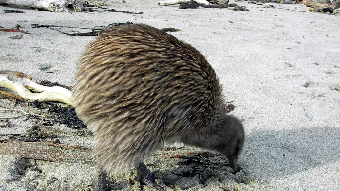 奇异鸟在斯图尔特岛上很常见。（施莉芳摄）