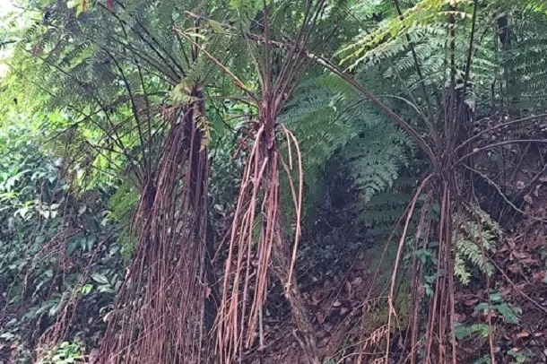 不脱落的枯叶，保护着母株。  （作者提供）