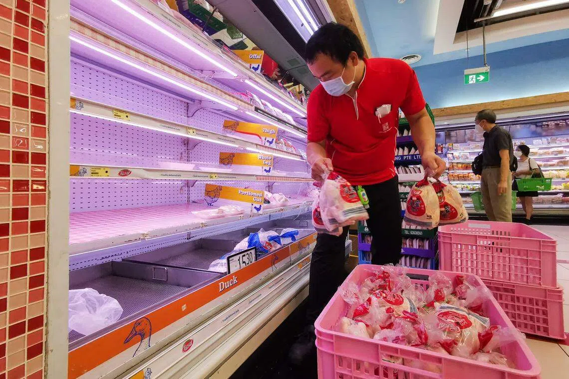 2022年6月马来西亚因肉鸡短缺，颁布鸡肉出口禁令，导致一些消费者抢购鸡肉。平价集团迅速应对，靠着平时的库存及转向巴西进口冷冻鸡等措施，平稳度过危机。图为超市工作人员忙着为货架补货。（档案照片）