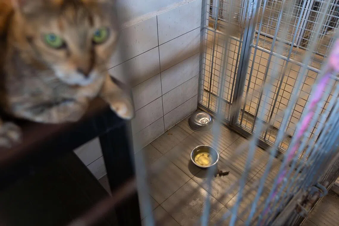 当局检查动物热爱者协会场地时，发现卫生状况堪忧，地板和水碗都有动物的排泄物，未及时清理。此外，还有一些生病或受伤的动物，没有及时得到救治。（国家公园局提供）