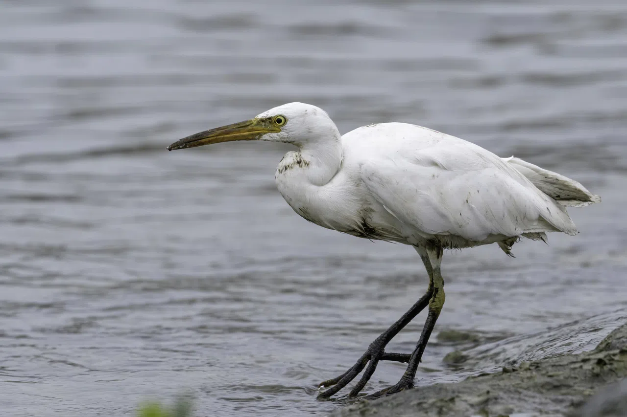 一只足部和部分羽毛被油渍染黑的岩鹭（Pacific Reef Heron），星期天上午出现在东海岸公园一带的滨海东通道水域，新加坡自然学会海洋保护小组会长陈精祥将它摄入镜头里。（受访者提供）