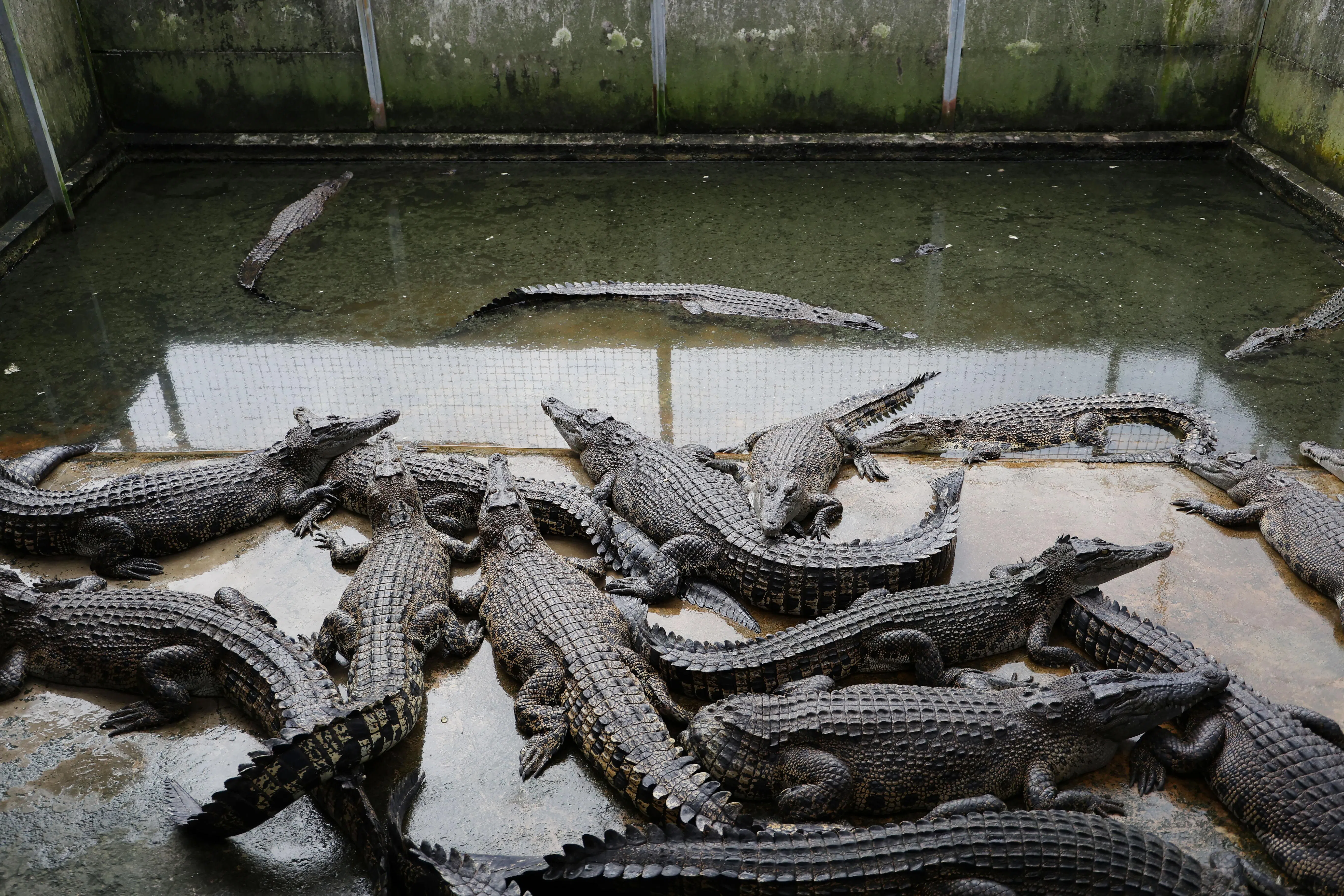 每一个池都会有少数“鳄鱼王”在池内，其他在岸上，因为水池比较凉爽，被较凶猛的鳄鱼霸占，其他鳄鱼不敢接近。（龙国雄摄）
