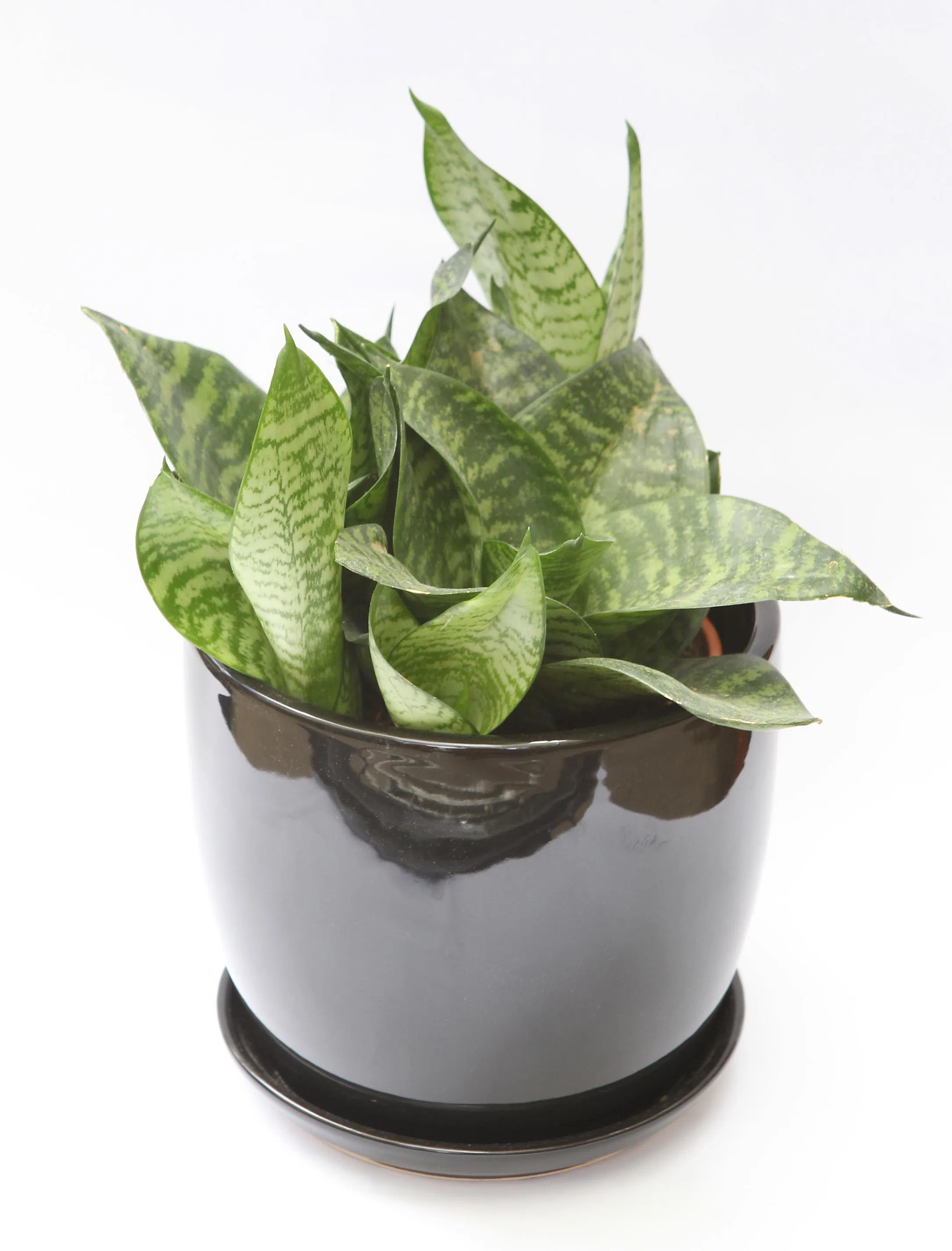 室内植物如虎尾兰，有助于改善室内空气。（档案照）