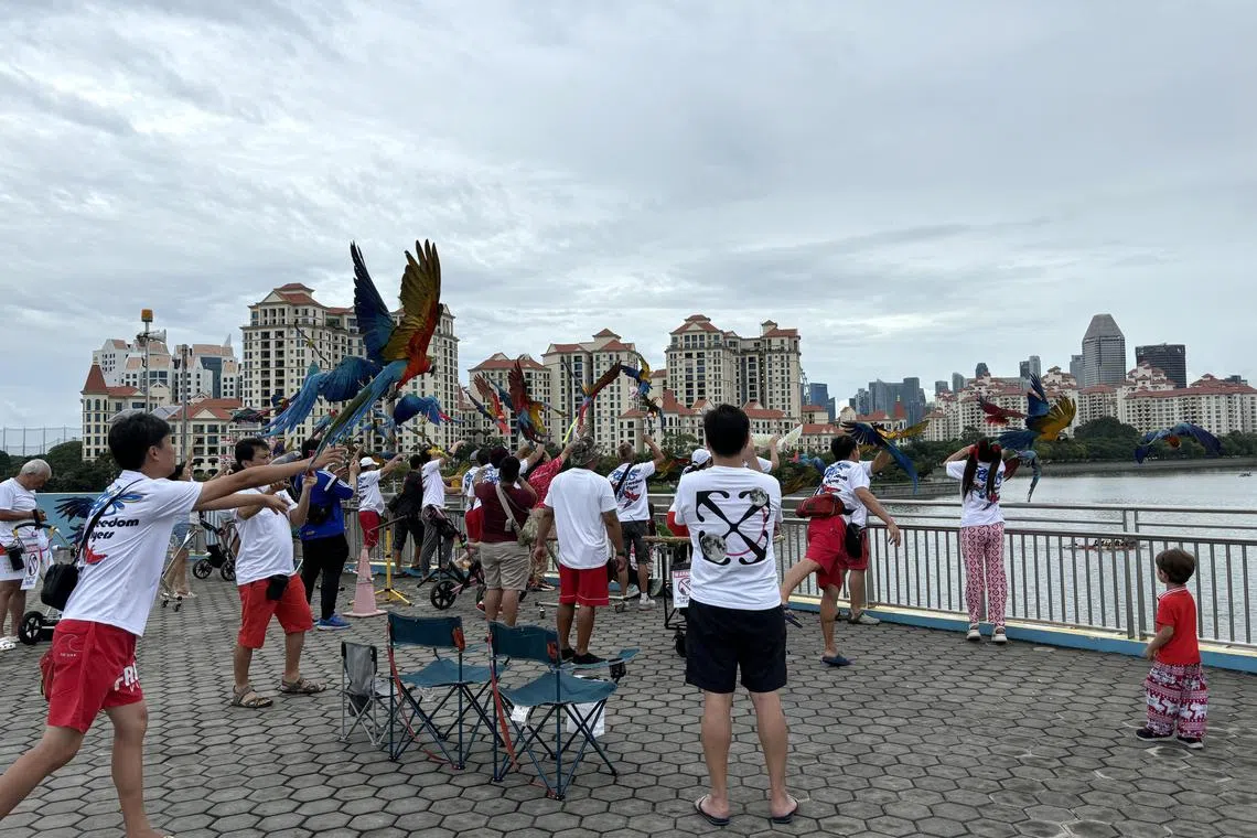 鹦鹉飞行组织“自由翱翔者”目前有70多名会员。每天早上和傍晚都组织鸟儿自由翱翔活动。（王辉雯摄）