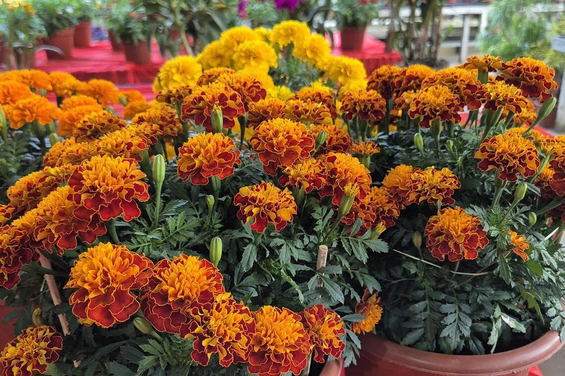 万寿菊象征健康长寿，家庭和睦美满，适合送给长辈。（林弘谕摄）