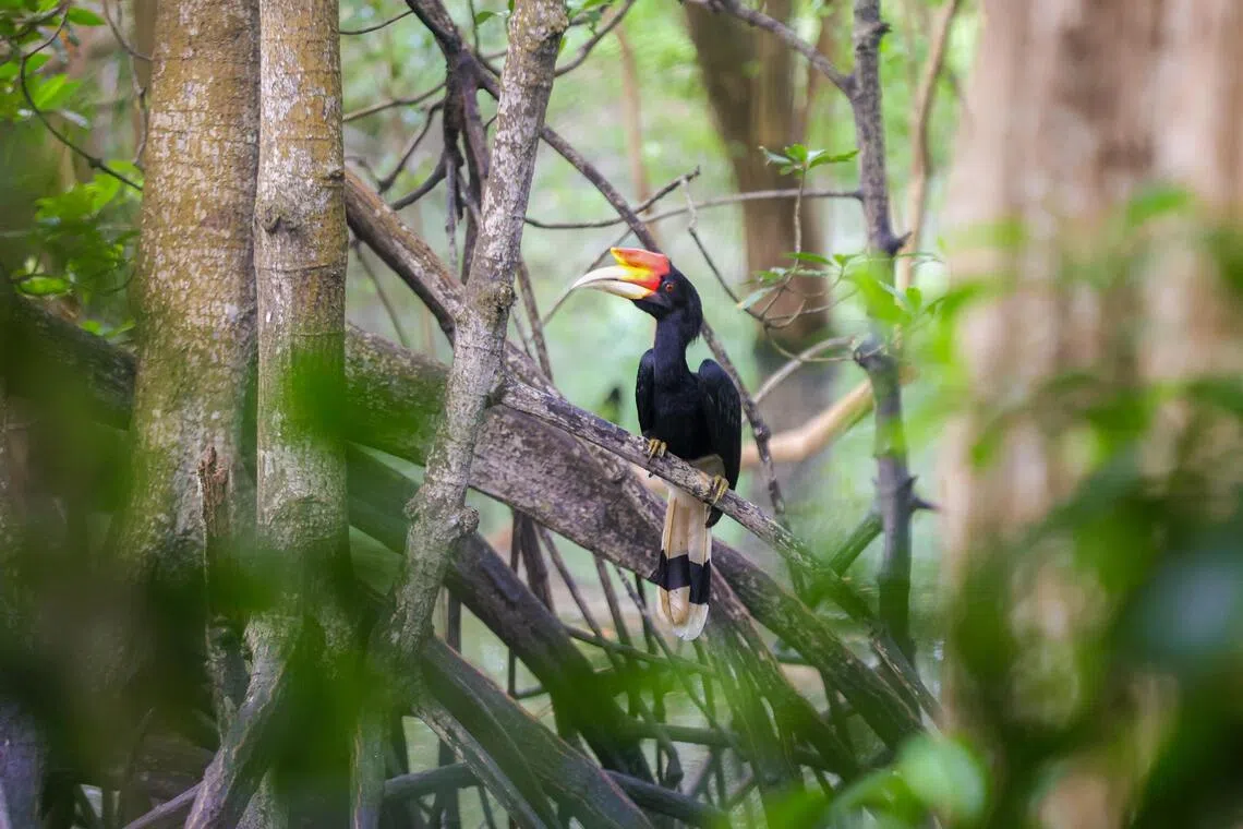 马来犀鸟(Buceros rhinoceros)（游甯稀摄）