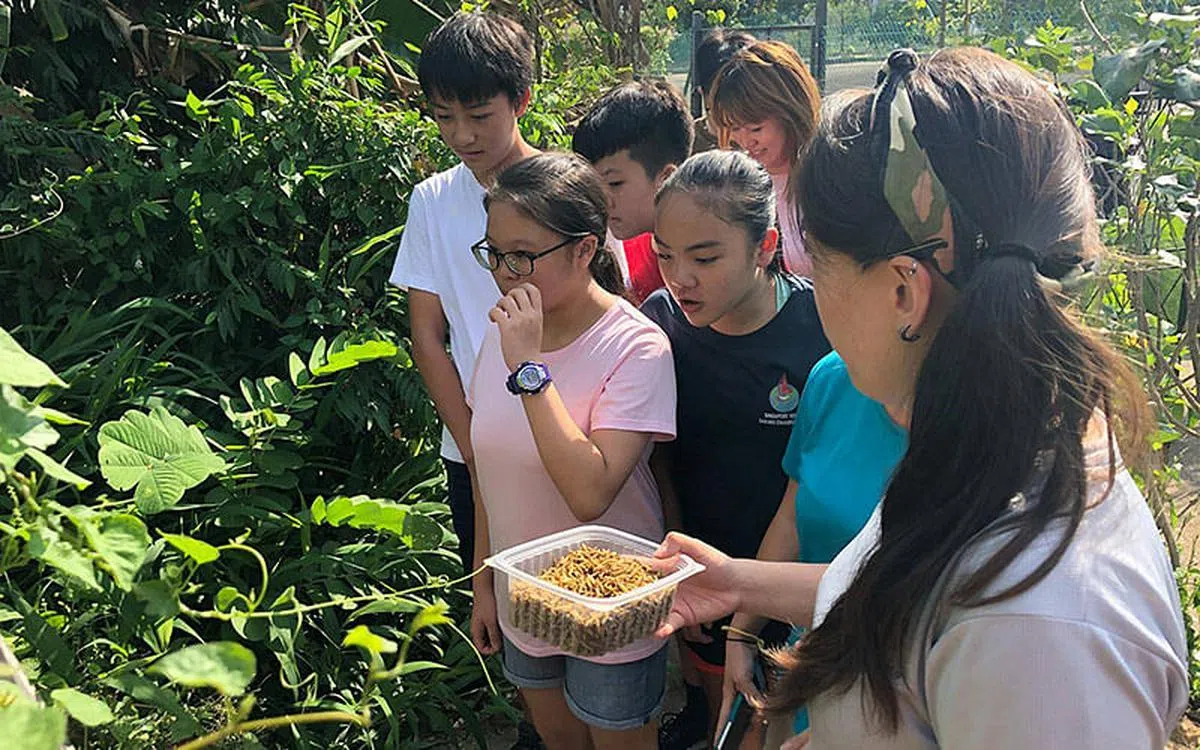 探索神秘的昆虫世界，认识昆虫界的超级英雄 -- 黑水虻。（图／Insectta 提供）