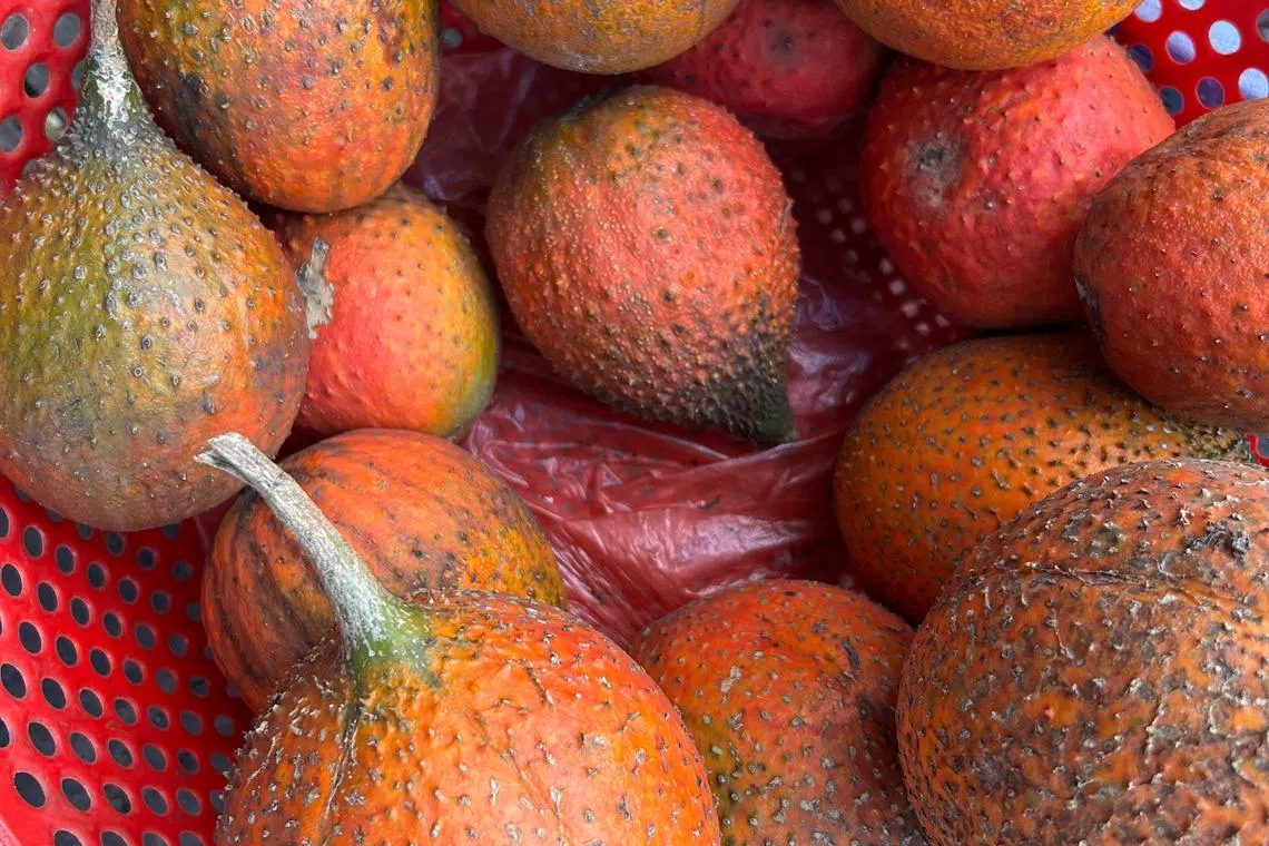 越南人的超级食物木鳖果（gac fruit） 。（叶孝忠摄）