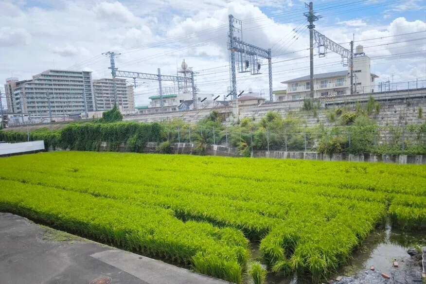 路边的稻田。（作者摄）