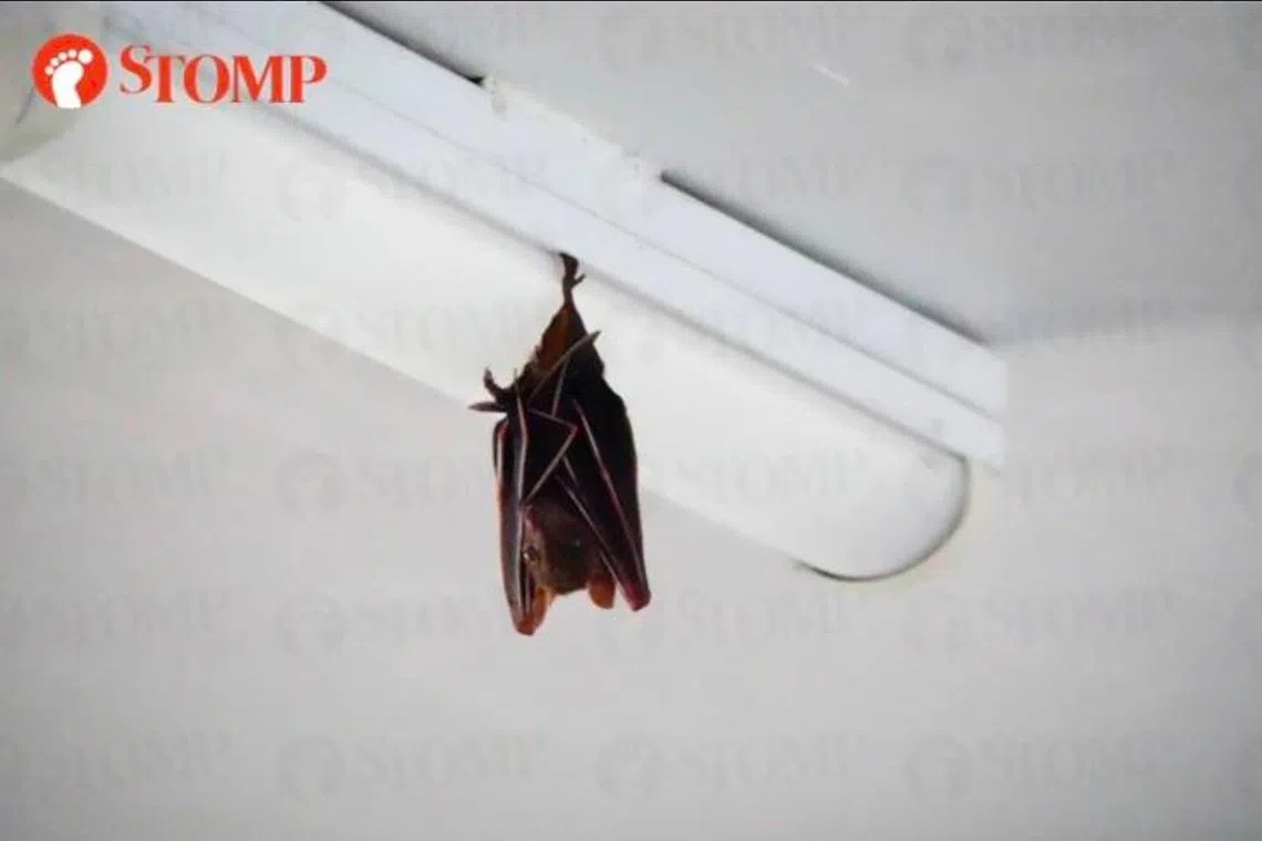 组屋区出现蝙蝠，吸引居民目光。（取自STOMP）