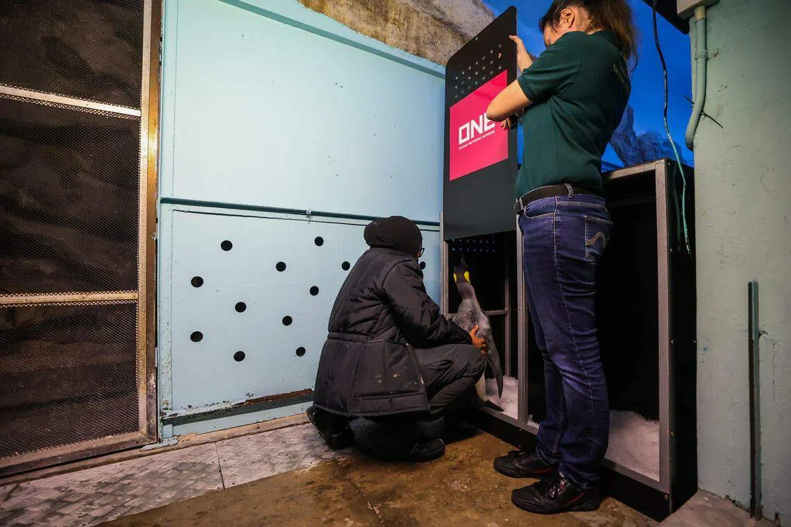 身形较小的企鹅由工作人员抱进箱中。（白艳琳摄）