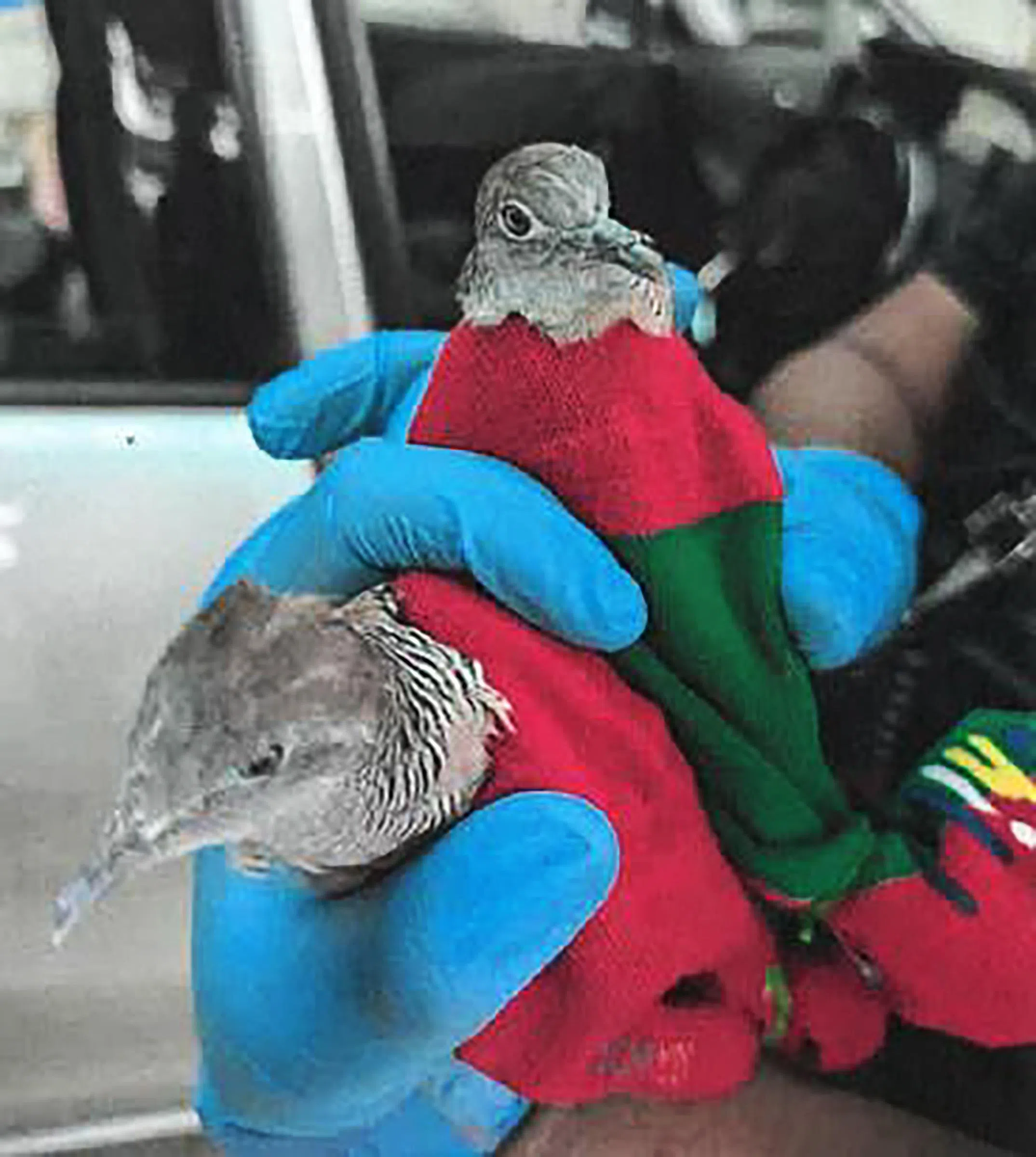 两只斑马鸠分别被塞入袜子里，袜子还系着橡皮筋。（国家公园局提供）