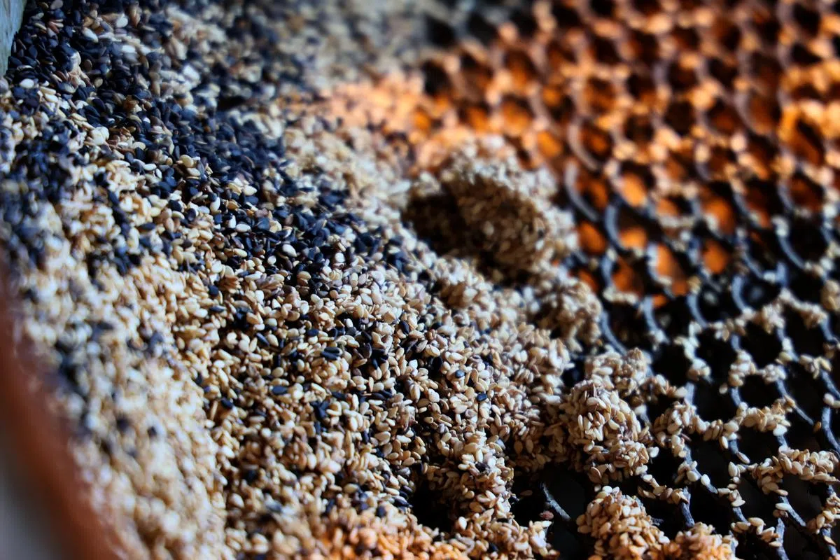 【筛选】先用机器筛除杂质。选用的芝麻主要从斯里兰卡、越南和缅甸进口。（龙国雄摄）