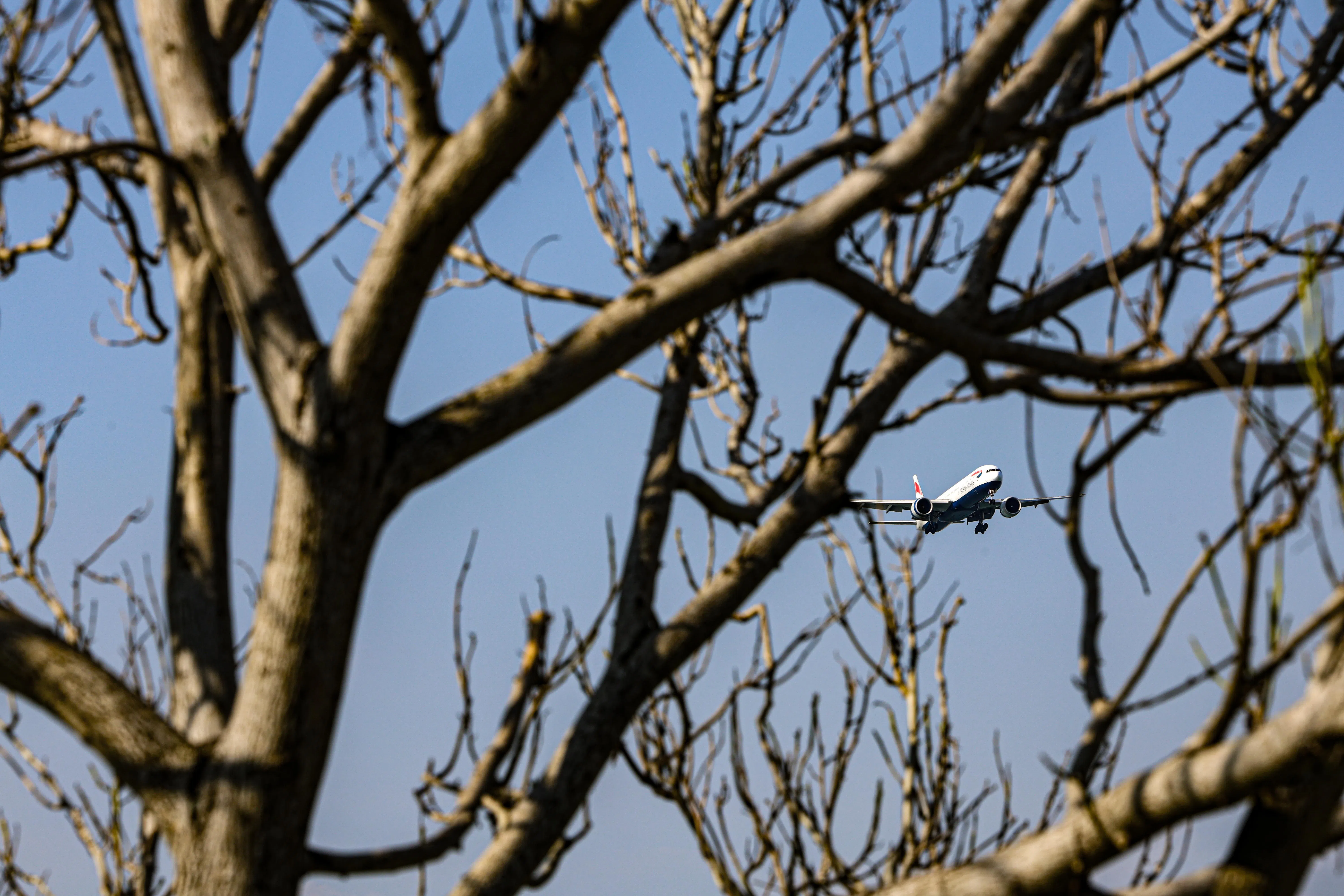 枯树静立海岸，飞机越过枝桠飞向远方。（关俊威摄）