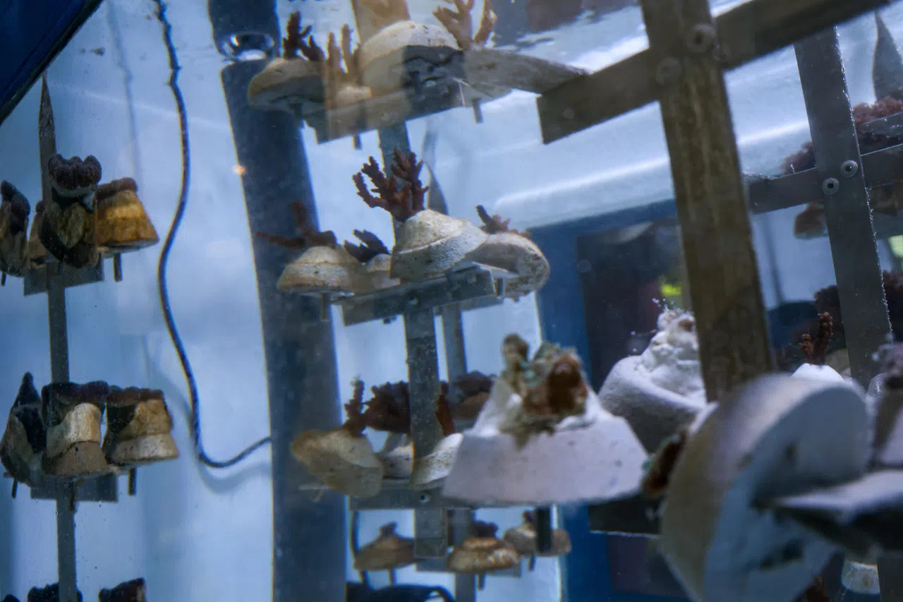 圣约翰岛设立珊瑚养殖设施，以搭建组屋的方式，养殖一排排直立堆叠的小珊瑚碎片。图为指形轴孔珊瑚（Acropora digitifera）。（张俊杰摄）