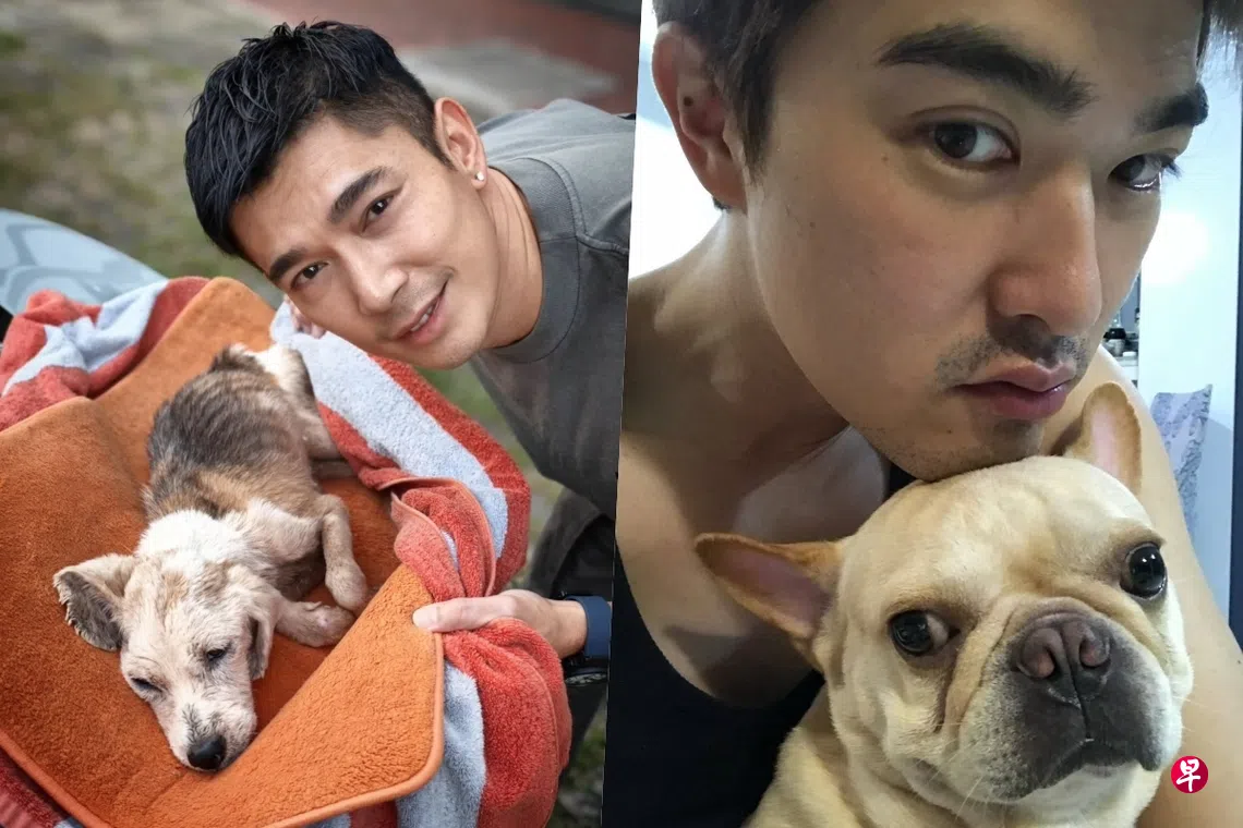黄俊雄痛心决定让17岁爱犬安乐死 李腾遗憾未见毛孩最后一面