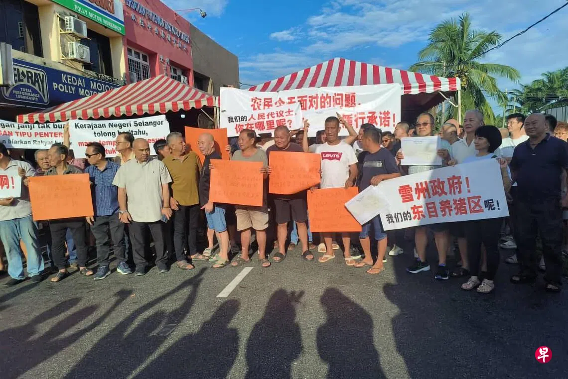 马国雪州养猪场风波因王室介入愈加复杂或推高猪价| 联合早报