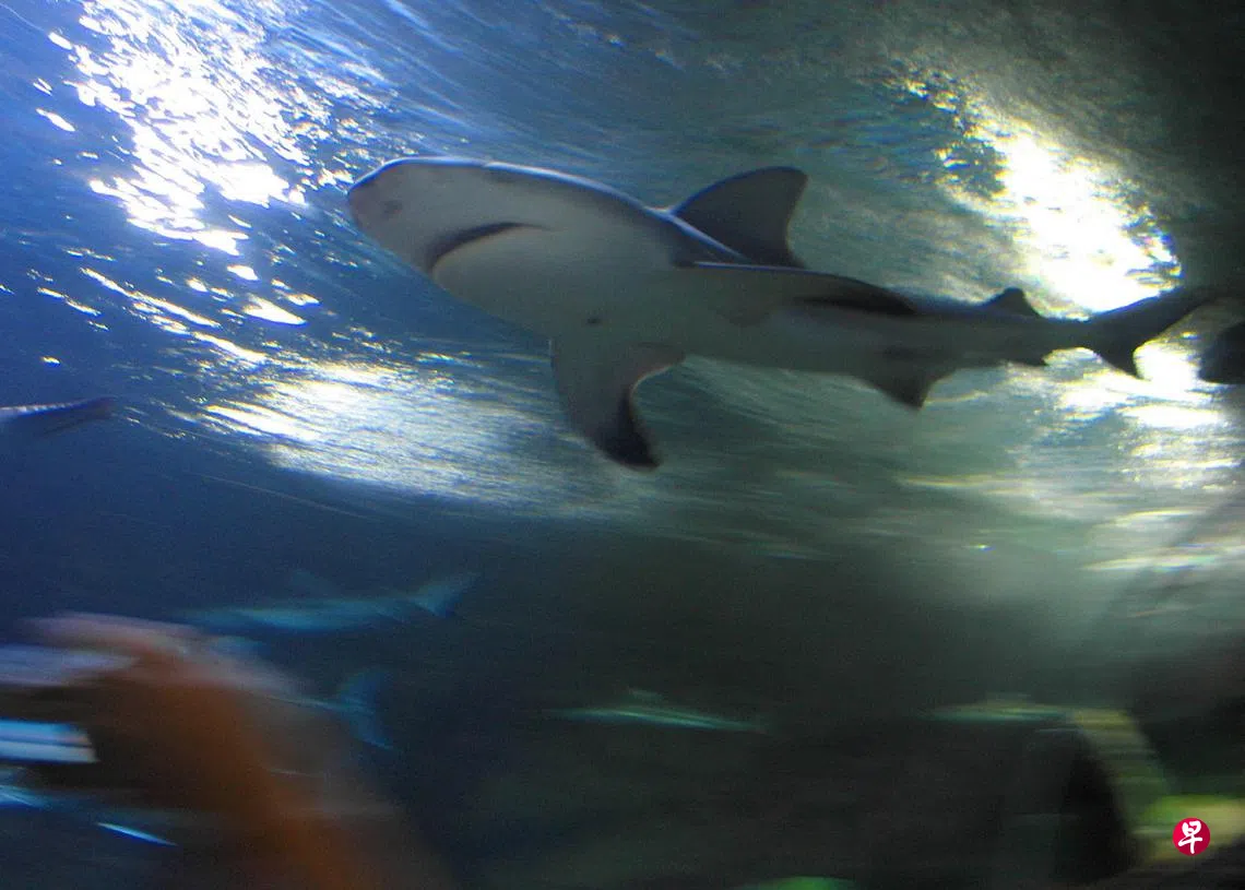 因海洋暖化公牛鲨停留悉尼水域时间更长| 联合早报