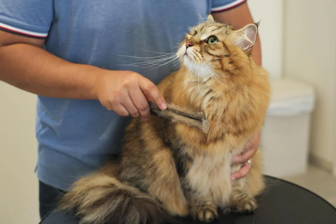 宠物需要美容护理，短毛猫每周梳毛一次，长毛品种需每日梳理。（张俊杰摄）