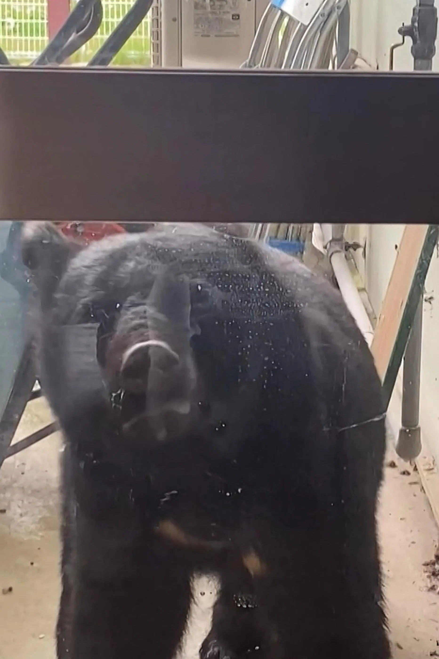 10月14日的视频截图显示，岩手县花卷市笹间幼儿园外出现一只熊，当时幼儿园内约有40个孩童。（法新社）