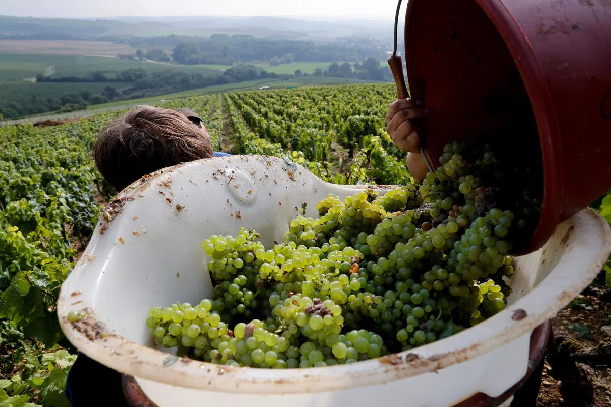 南非一些葡萄园原本希望在南半球夏季的12月假期吸引更多旅客到访，但这一希望在全球各国一连串旅游禁令实施后破灭。（路透社）