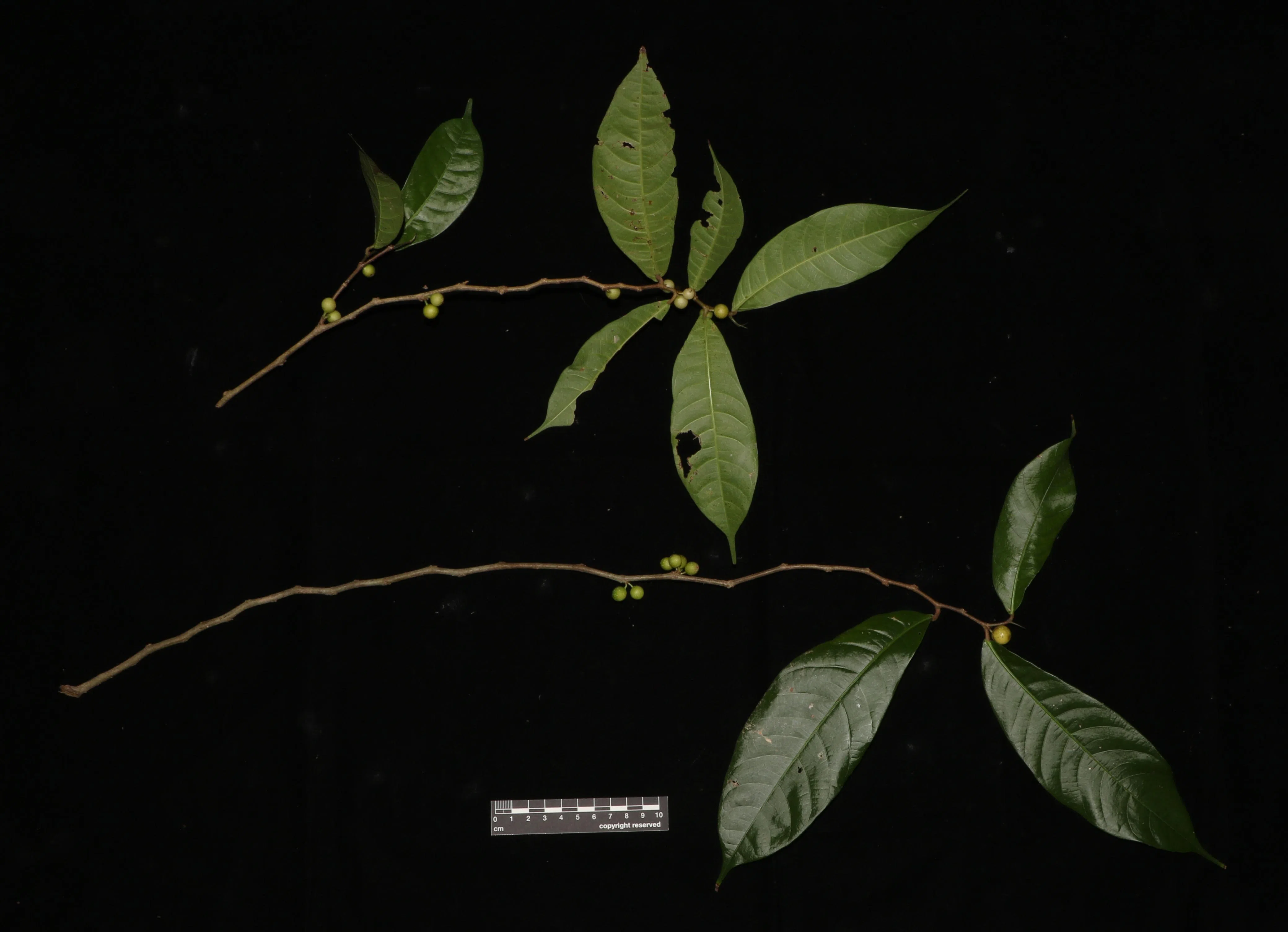锥叶榕（学名：Ficus subtulata）在乌敏岛上的次生林中发现，相信由一种Kradibia类的榕小蜂授粉。（黄欣仪提供）