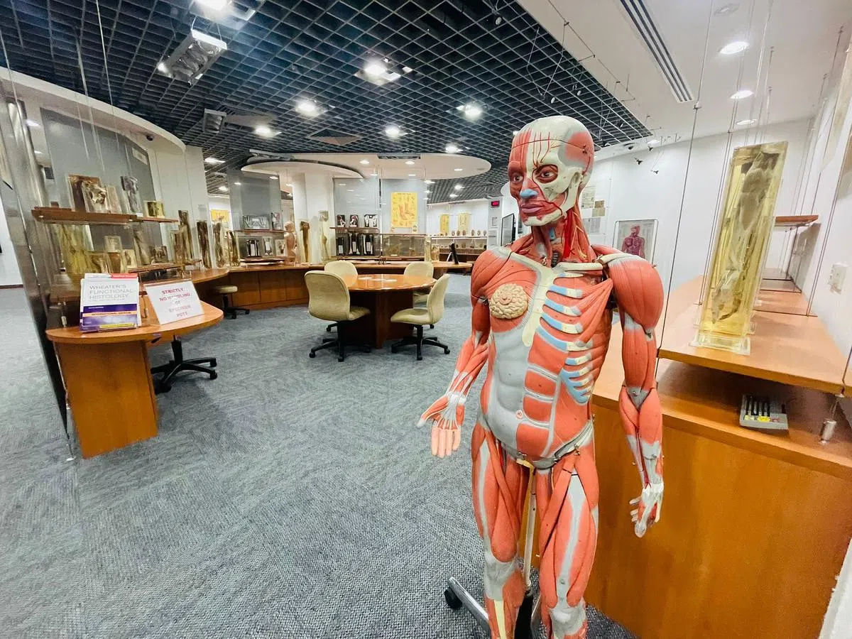 国大杨潞龄医学院解剖学博物馆成列人体器官、组织部位。（杨雯婷摄）