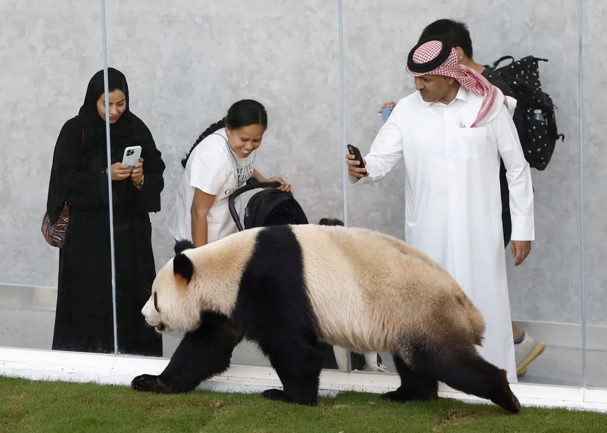 卡塔尔世界杯开赛前夕，大熊猫“京京”与“四海”正式与当地民众见面。（香港中通社）