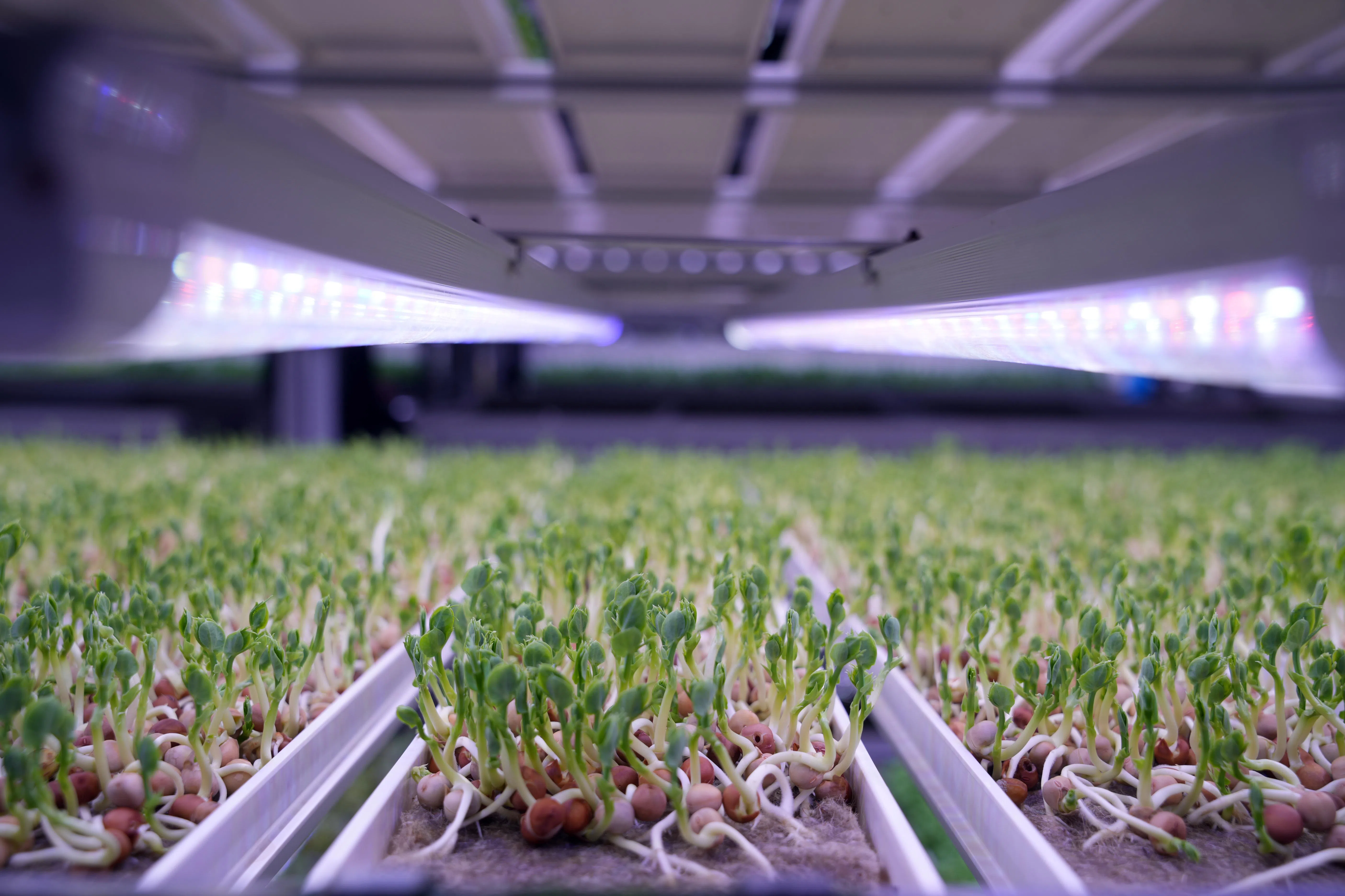 中东局势持续升温，推高能源价格，采用控温系统的农场因为使用大量电力，受到的冲击更大。（谢智扬摄）