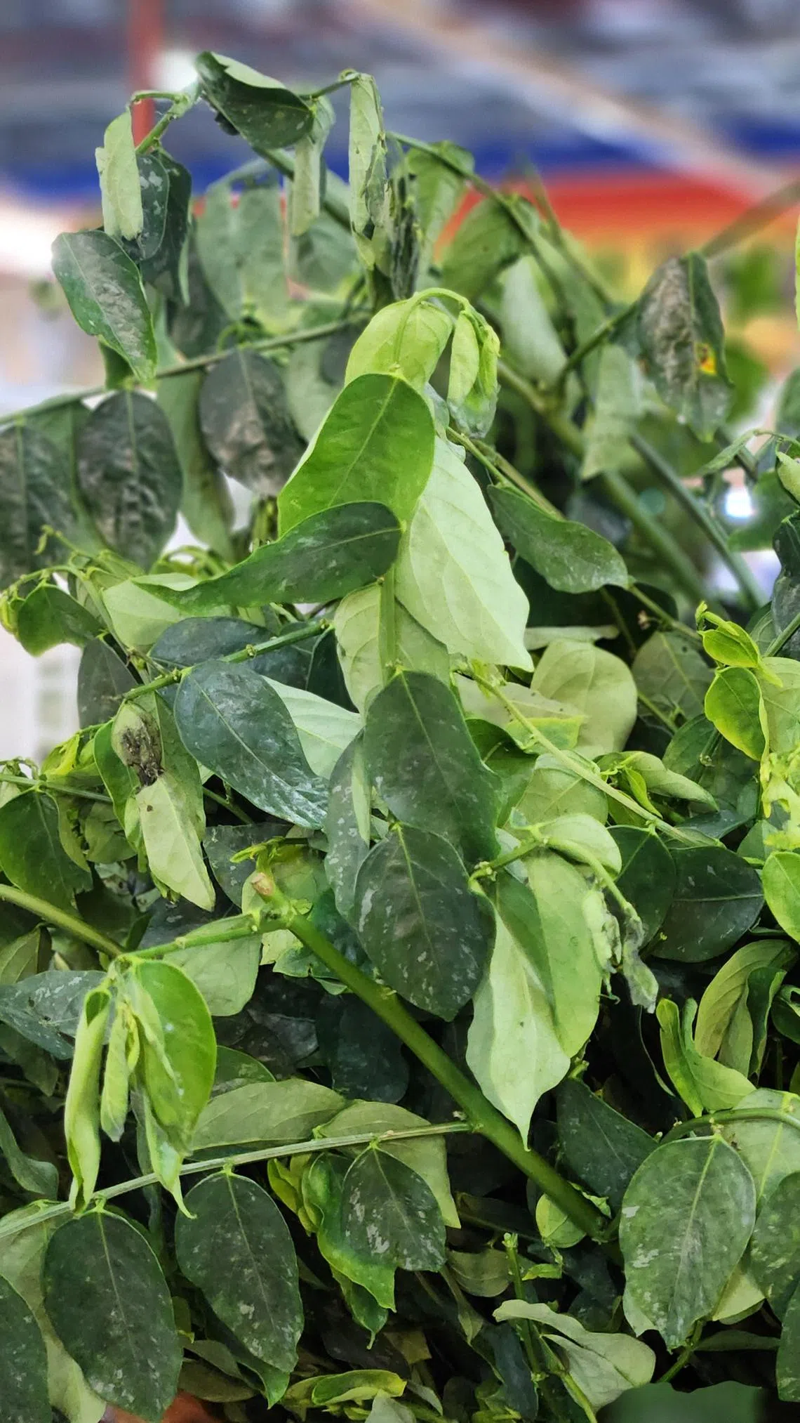 现在巴刹和超市较难买到马尼菜。（陈爱薇摄）