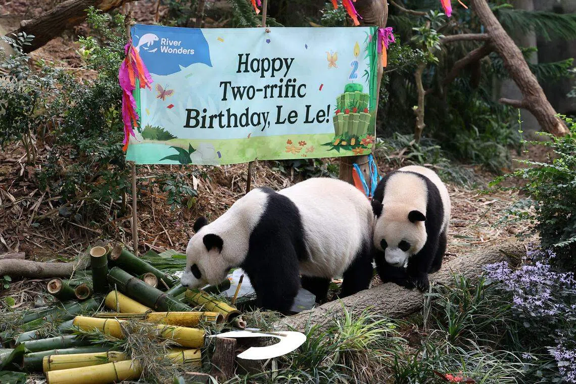 妈妈嘉嘉（前）也出场陪同叻叻庆生。叻叻也将在接下来的几个月内与嘉嘉完全分开。（林明顺摄）