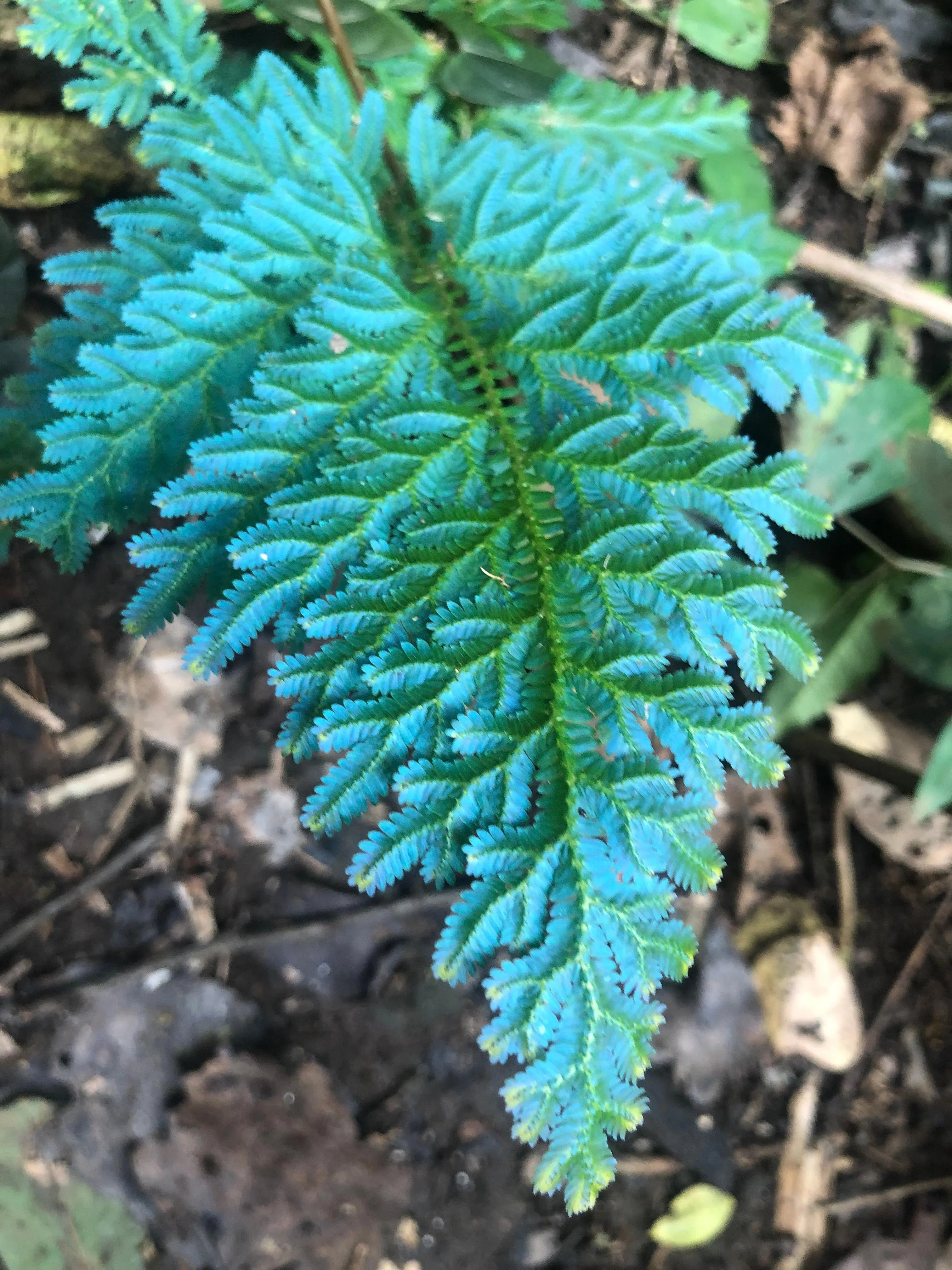 泛着荧光蓝的蕨类植物。（谢燕燕摄）