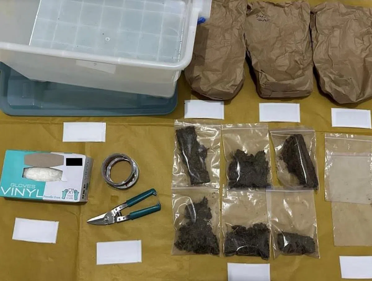 执法人员起获一些含有大麻和俗称“迷幻蘑菇”的软性毒品的糖果。（肃毒局提供）