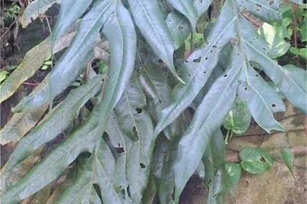 槲蕨的叶片呈细长羽状深裂，形似蜈蚣脚，又名“蜈蚣蕨”。（作者提供）