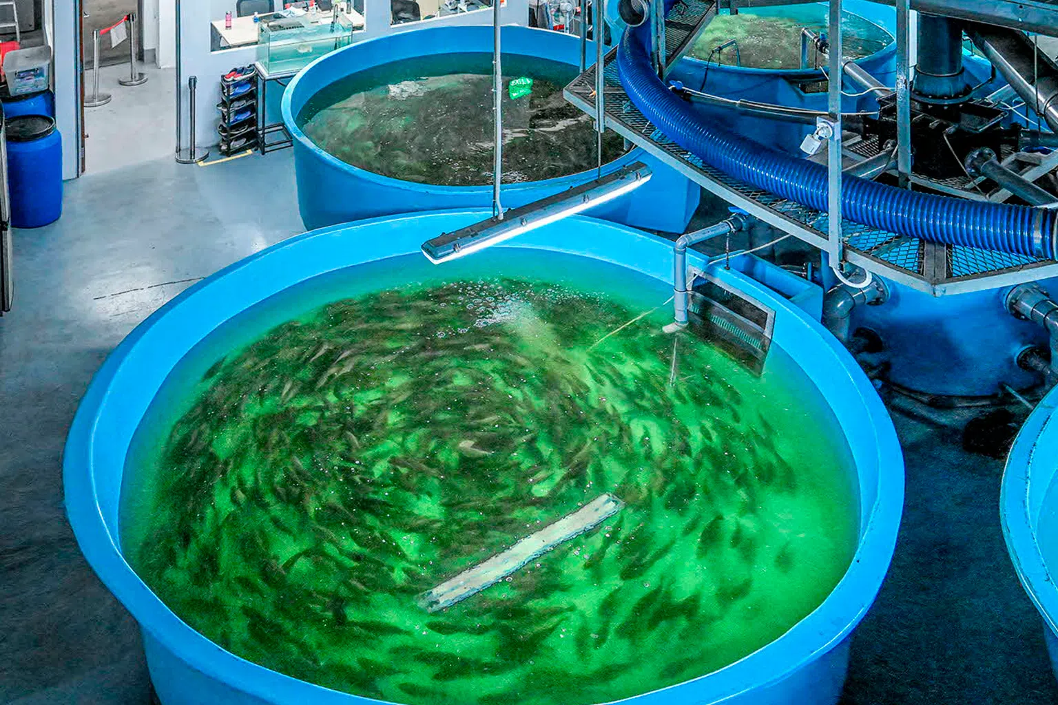 黄益生开发的纳米垂直室内再循环水产养殖技术，成功以人工饲养，并为本地供应鲜鱼。（BOAT提供）