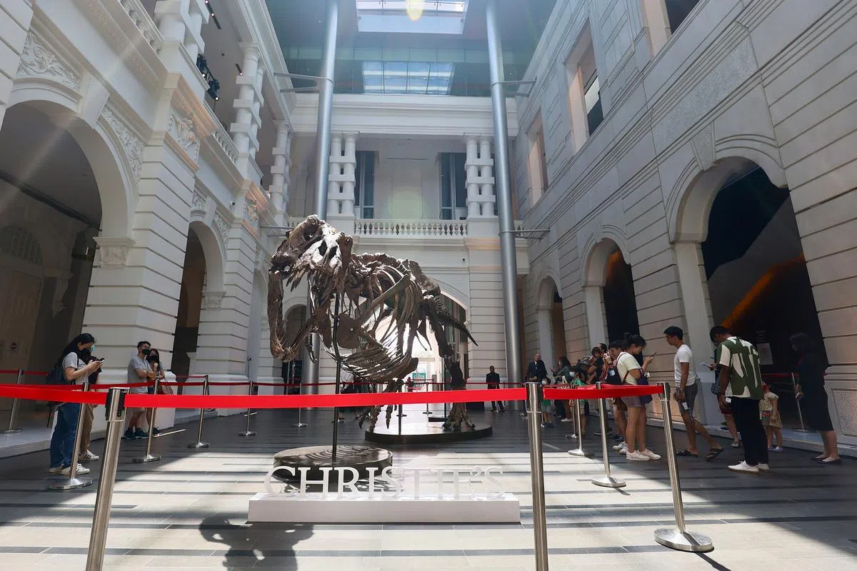 团队在维多利亚剧院与音乐厅组装化石时，重现尚神暴龙生动的狩猎姿势，展示它的凶猛和气势凌人。（龙国雄摄）