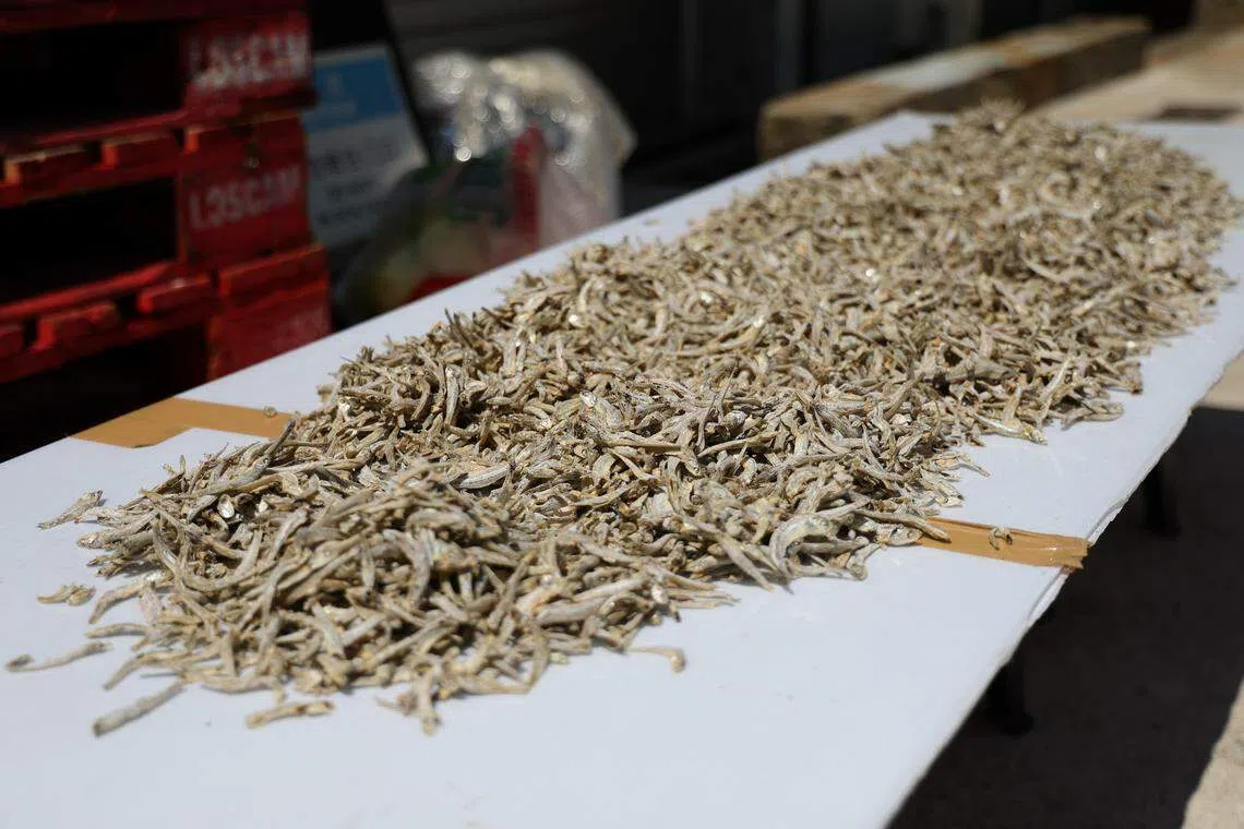 龚文广以上等江鱼仔熬汤。（林明顺摄）