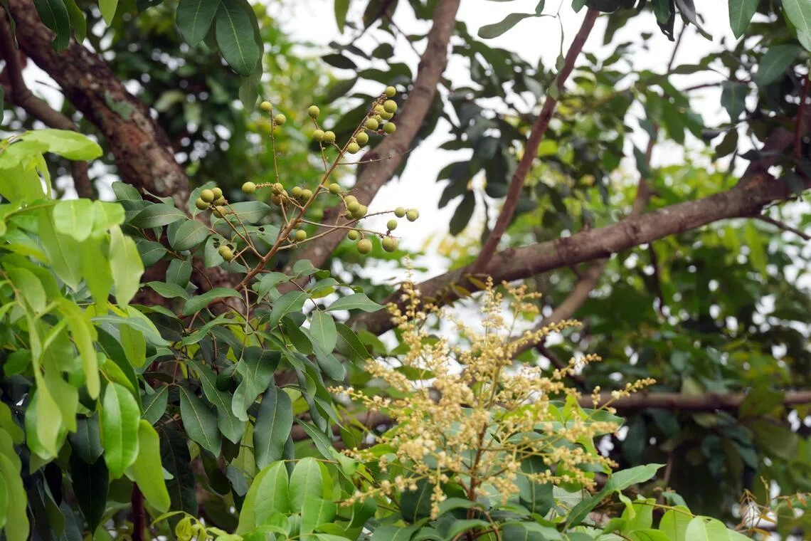 屋外的龙眼树有38年了，不仅能遮阳，还有甜美的龙眼可以吃。（谢智扬）