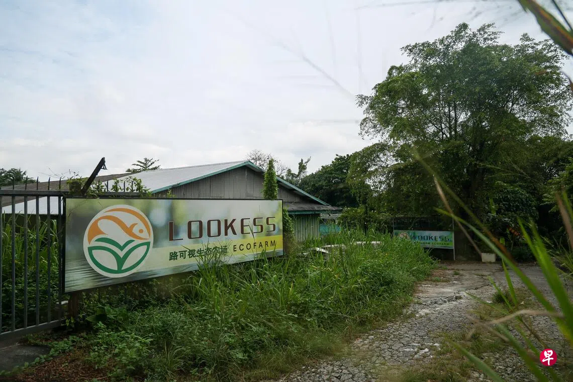 因土地重新发展须迁出林厝港一家食品农场逾期未搬引执法介入| 联合早报