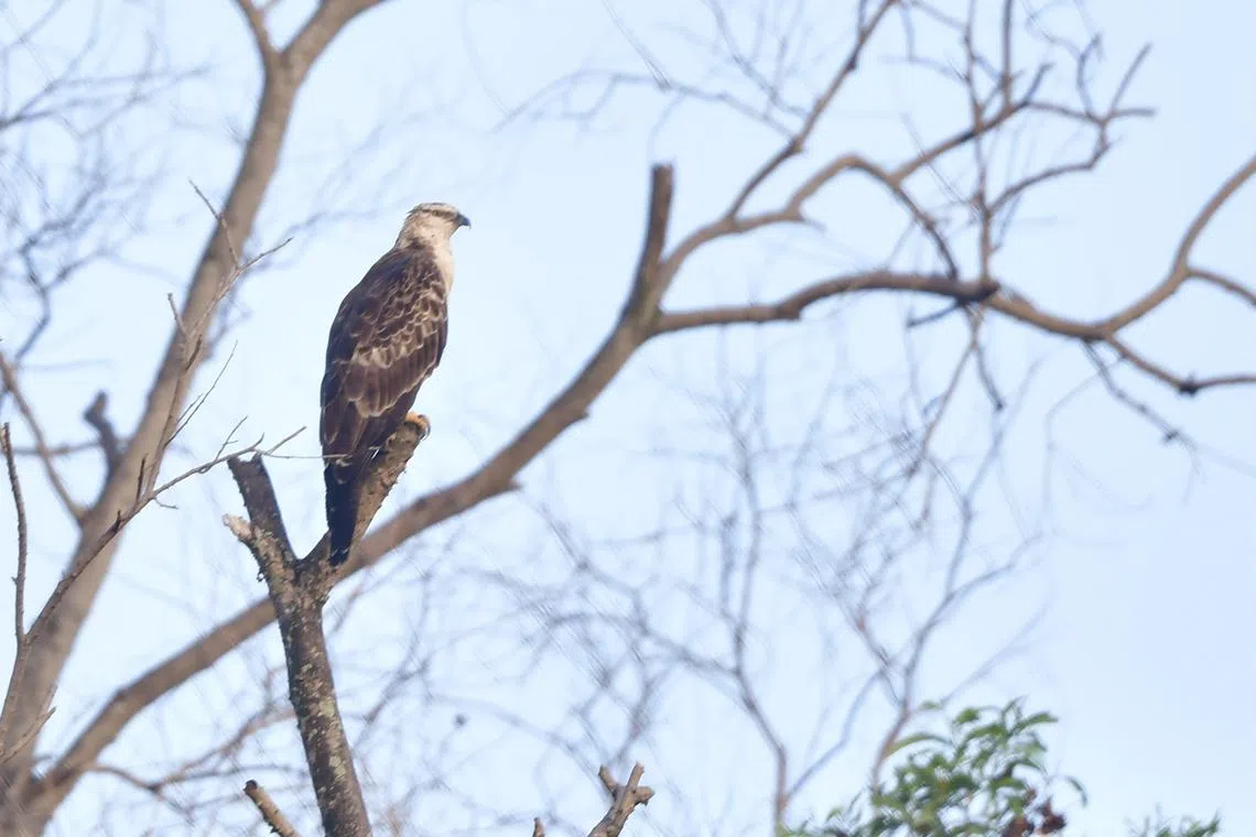 凤头鹰雕在全球范围内没有灭绝危机，但在本地处于易危状态。作为顶级猎食者，其存在说明环境里的食物链仍健康，同时也有助维持物种平衡。（温昌提供）