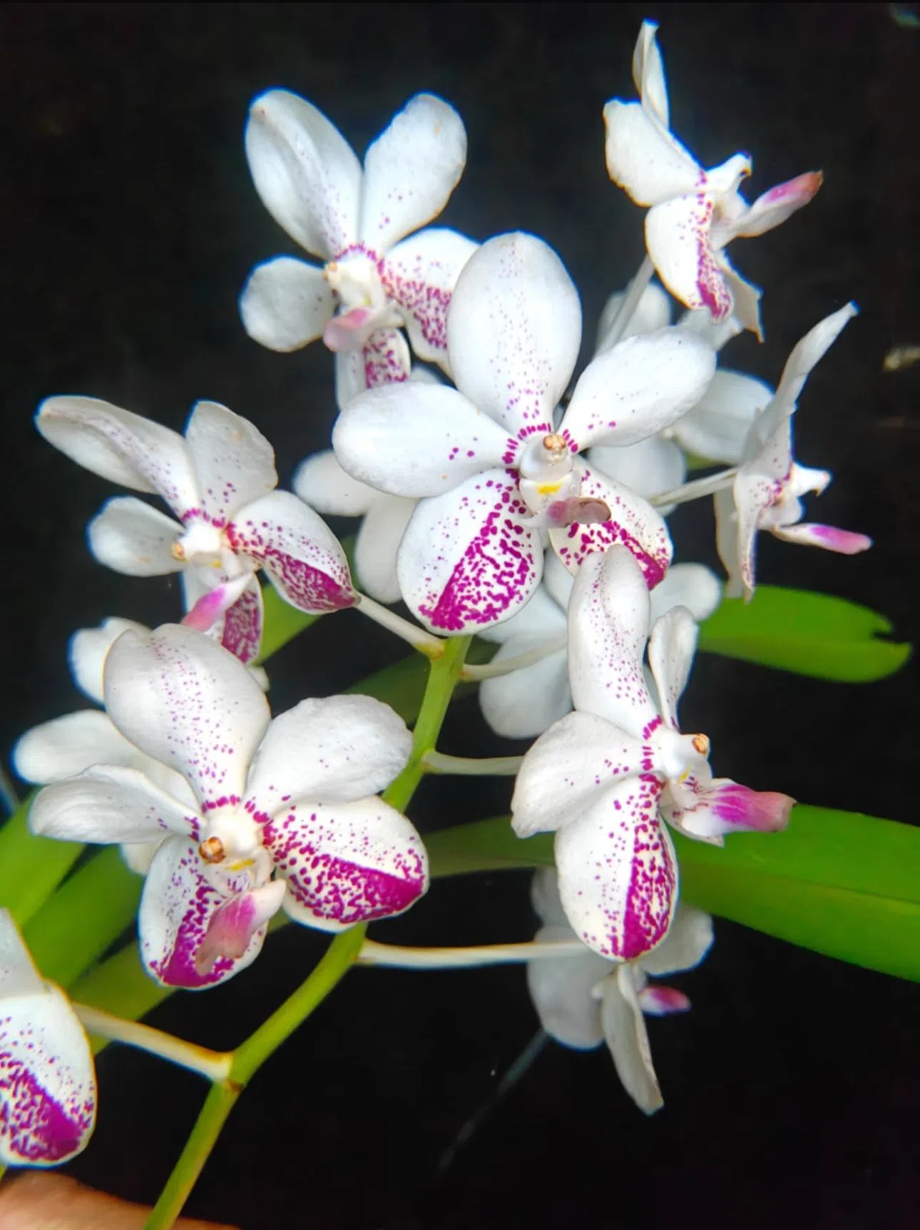 “三水万代”胡姬花已在英国皇家园艺学会注册，它不仅象征着生命与传承，恰逢2026年三水建县500周年，是一份及时而富有意义的贺礼。（三水会馆提供）