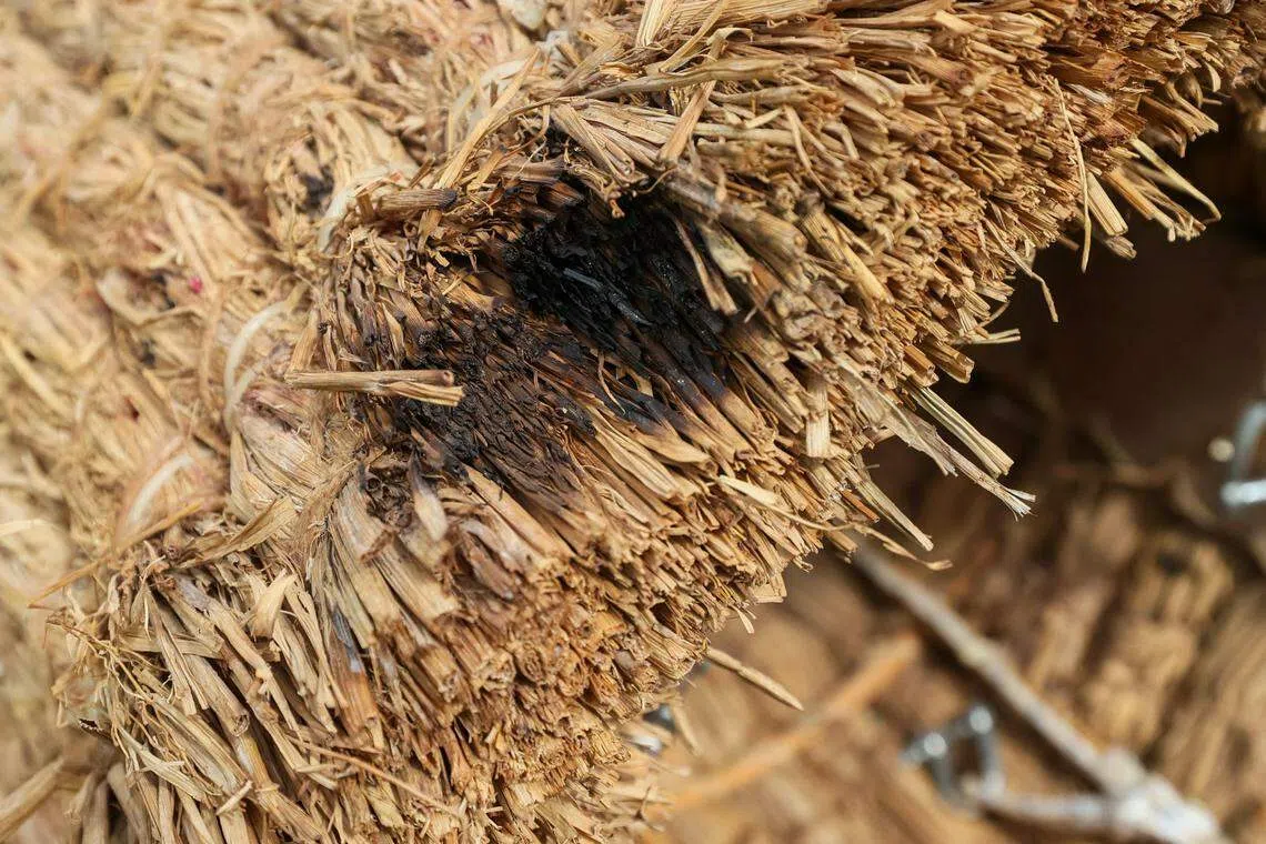 龙身上的焦黑缺口，是光辉和伤疤的印记。（卓祾祎摄）