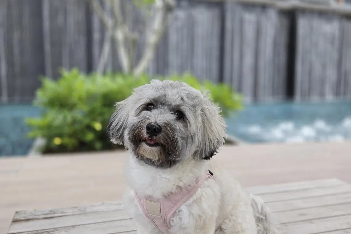 哈瓦那犬Minnie（受访者提供）