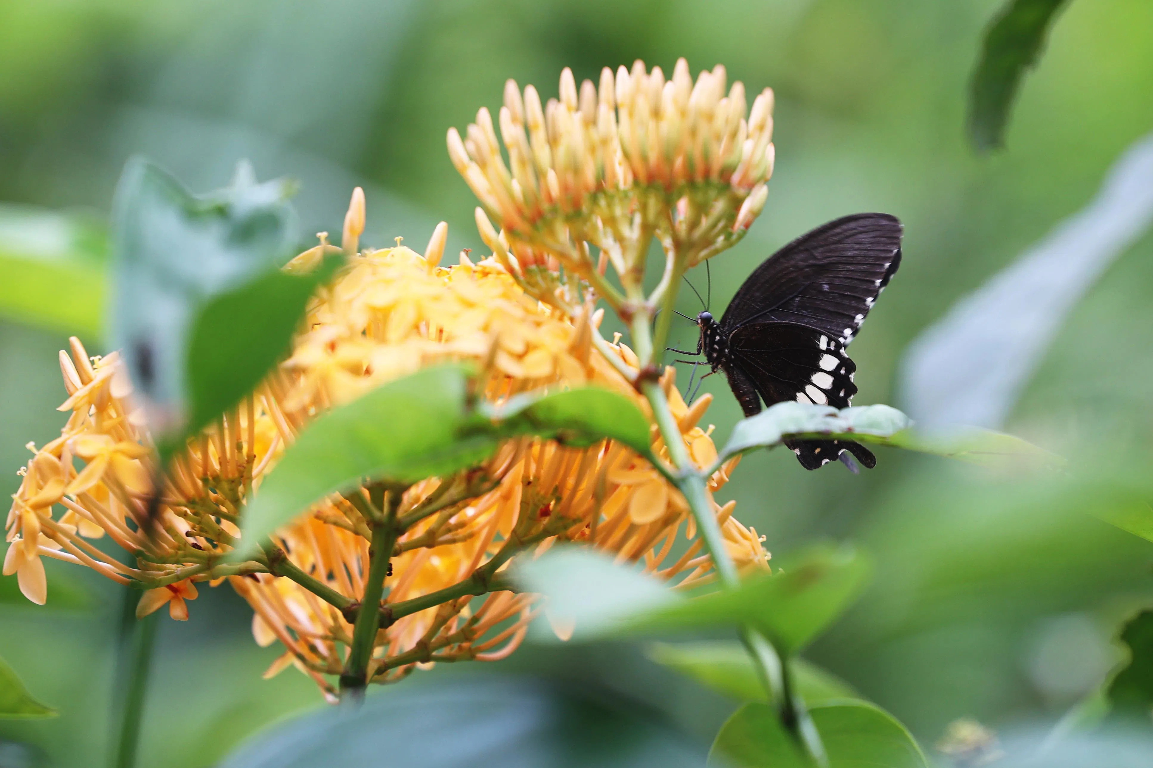 陶匠园花踪处处，引来蜂蝶飞舞，包括玉带凤蝶（Common Mormon）。（蔡家增摄）