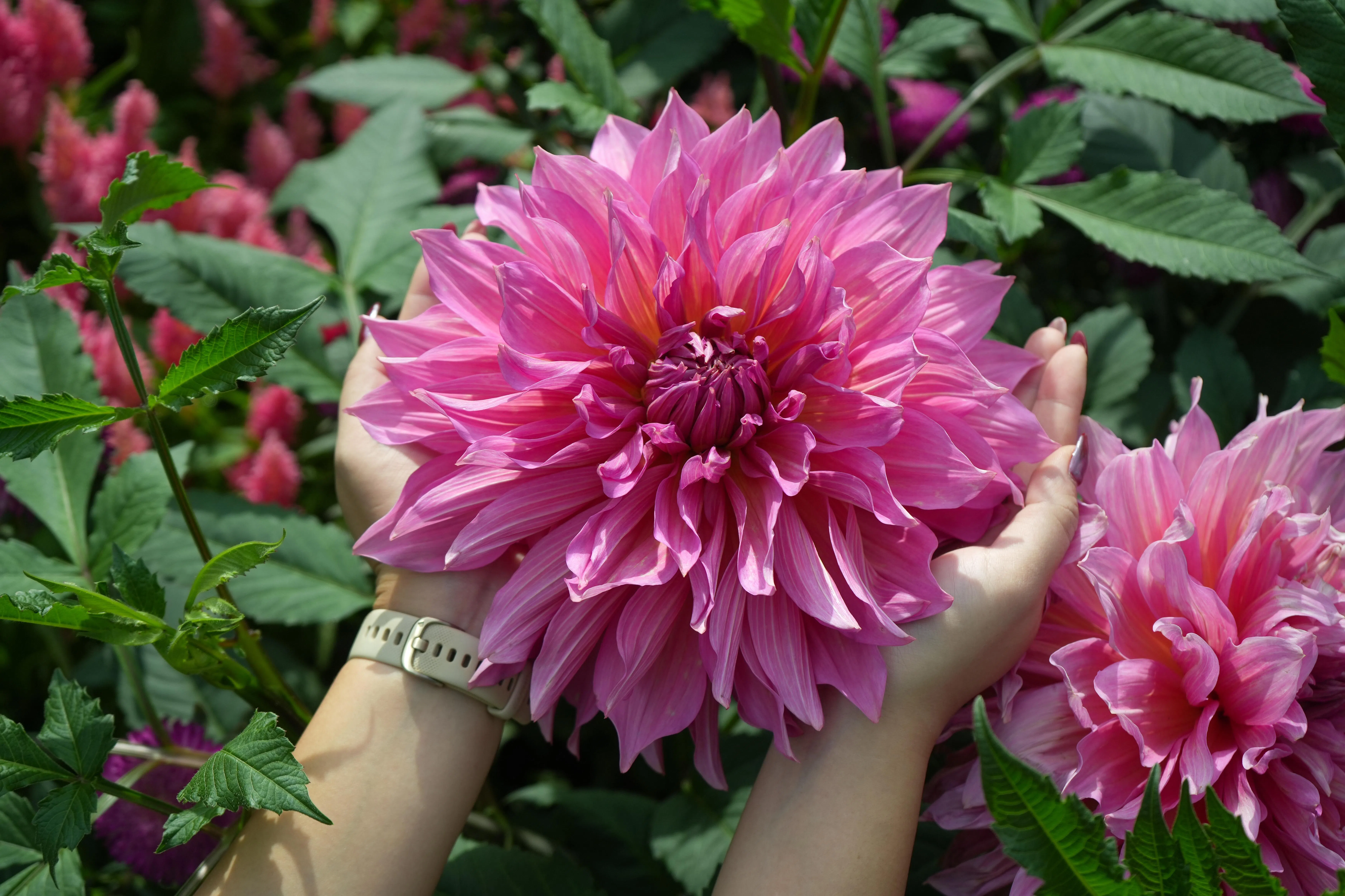 滨海湾花园园艺团队亲手培育的大丽花，也将在新春花展上与其他花卉争奇斗艳，为花展增添缤纷色彩。（滨海湾花园提供）